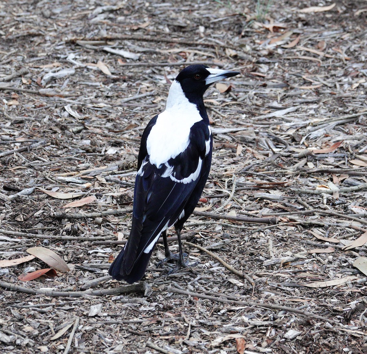 Australian Magpie (White-backed) - ML611251507