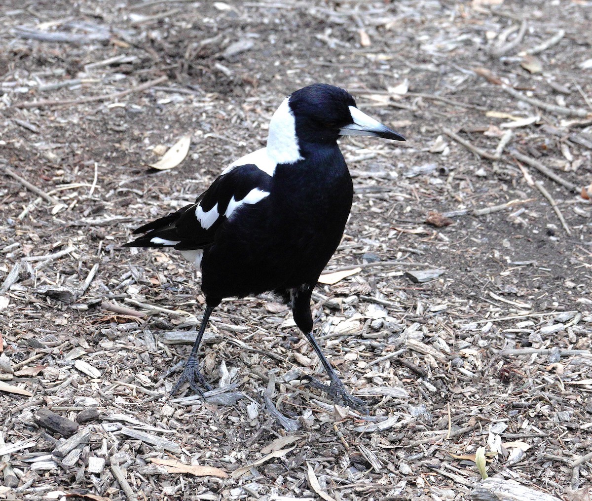 Australian Magpie (White-backed) - ML611251508