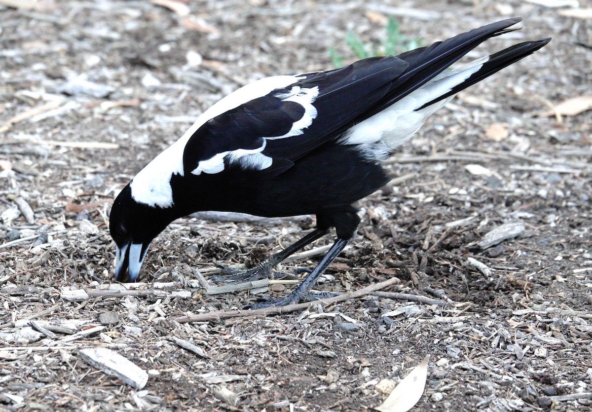 Australian Magpie (White-backed) - ML611251511