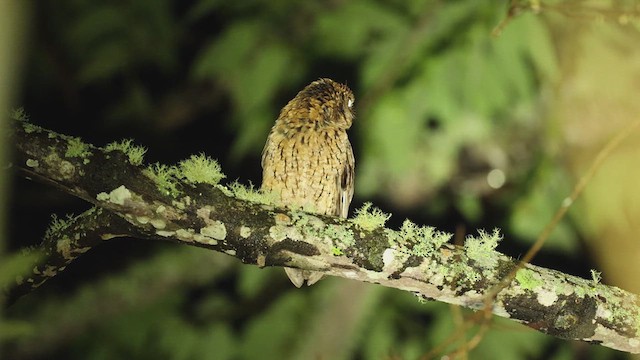 Peruvian Screech-Owl - ML611251544