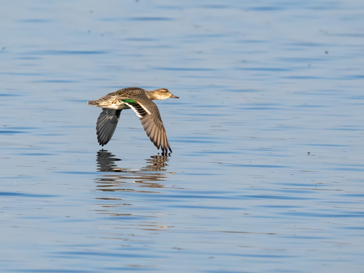 Green-winged Teal - ML611251631