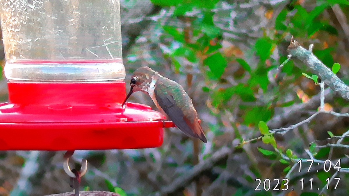 Rufous/Allen's Hummingbird - ML611251658