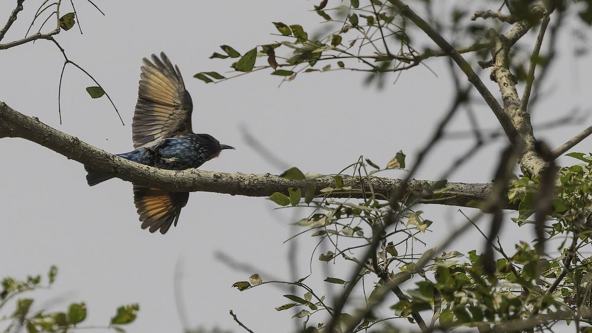 Black Bee-eater - ML611251918