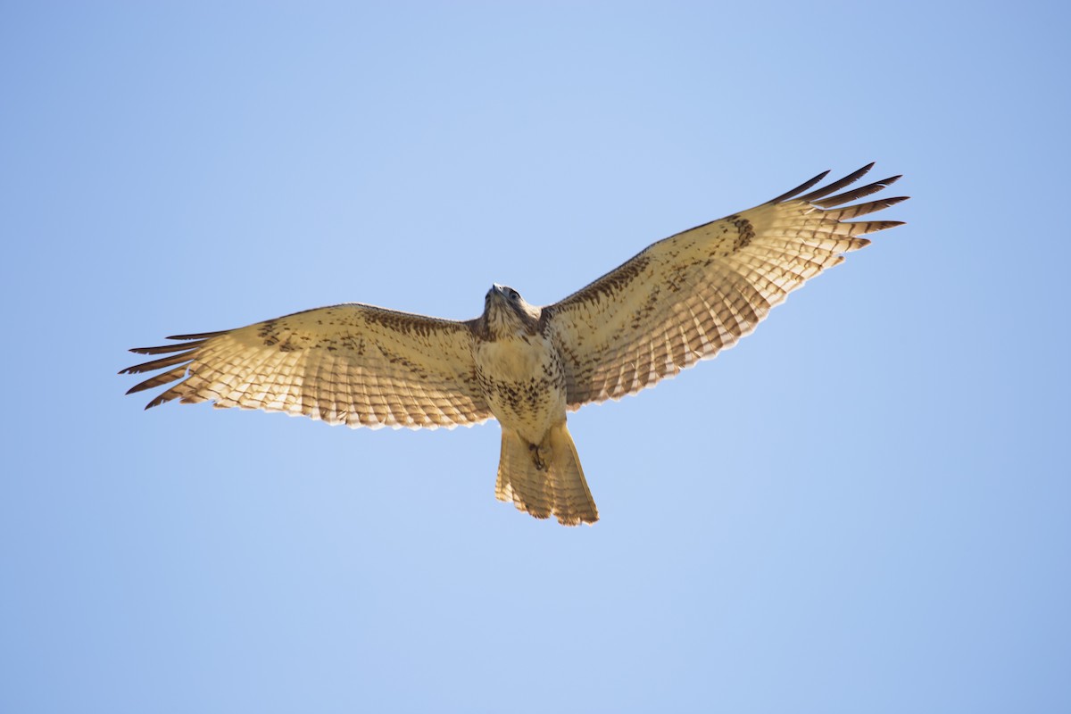 Red-tailed Hawk - ML611252167