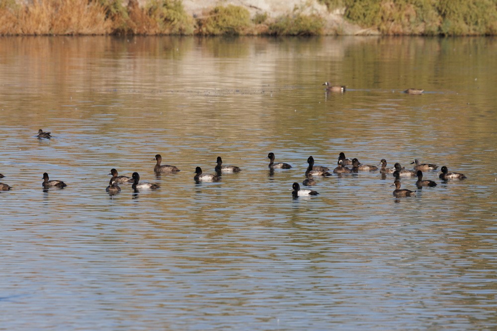 Greater/Lesser Scaup - ML611252203