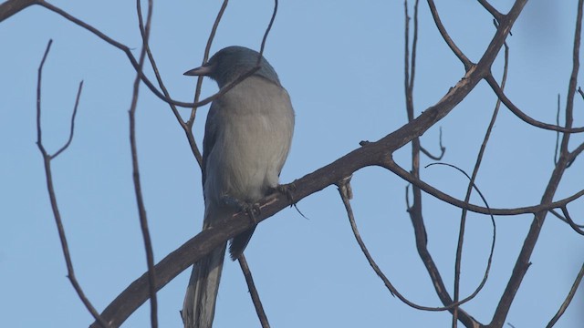 Mexican Jay - ML611252474
