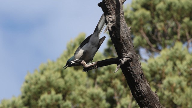 Mexican Jay - ML611252480