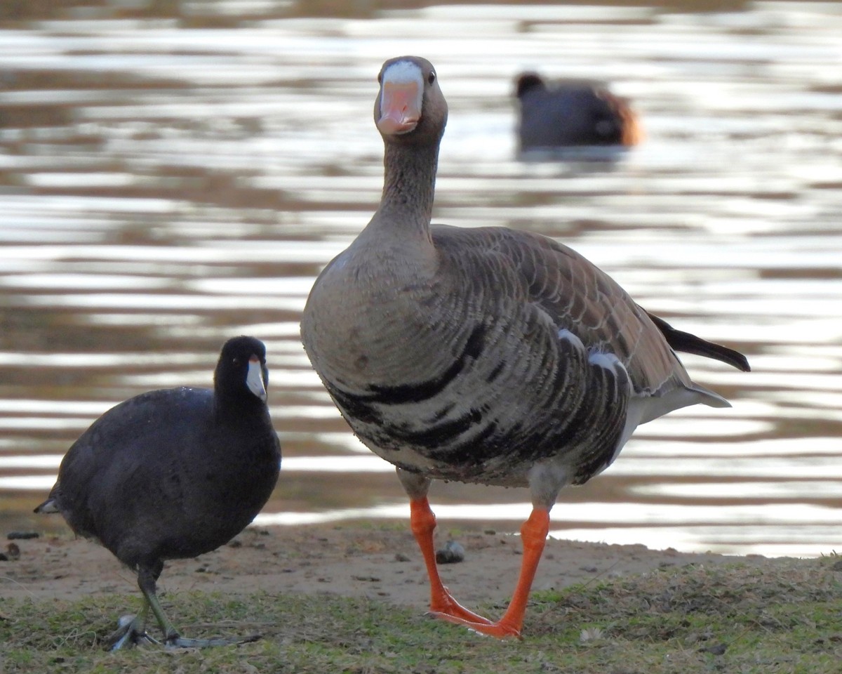 Greater White-fronted Goose - ML611252608
