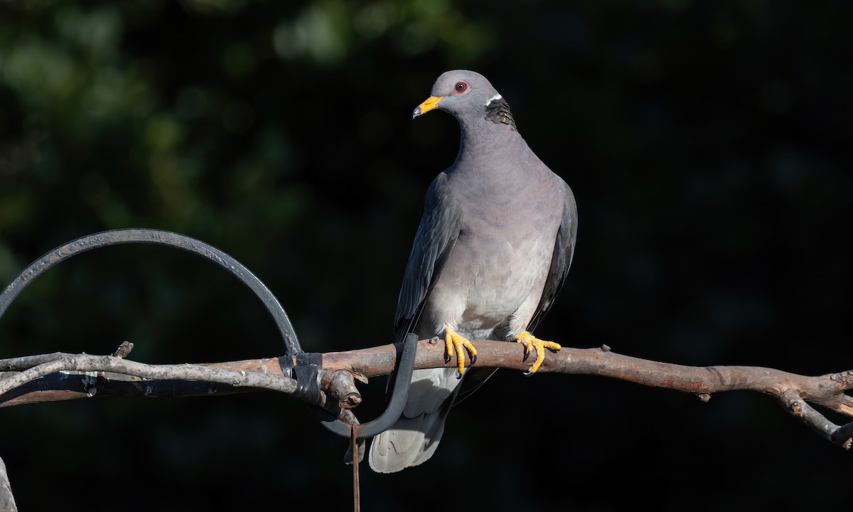 Band-tailed Pigeon (Northern) - ML611252984