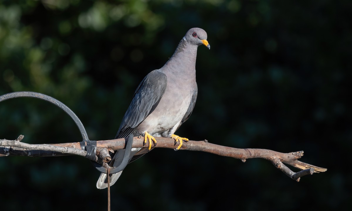 Band-tailed Pigeon (Northern) - ML611252985