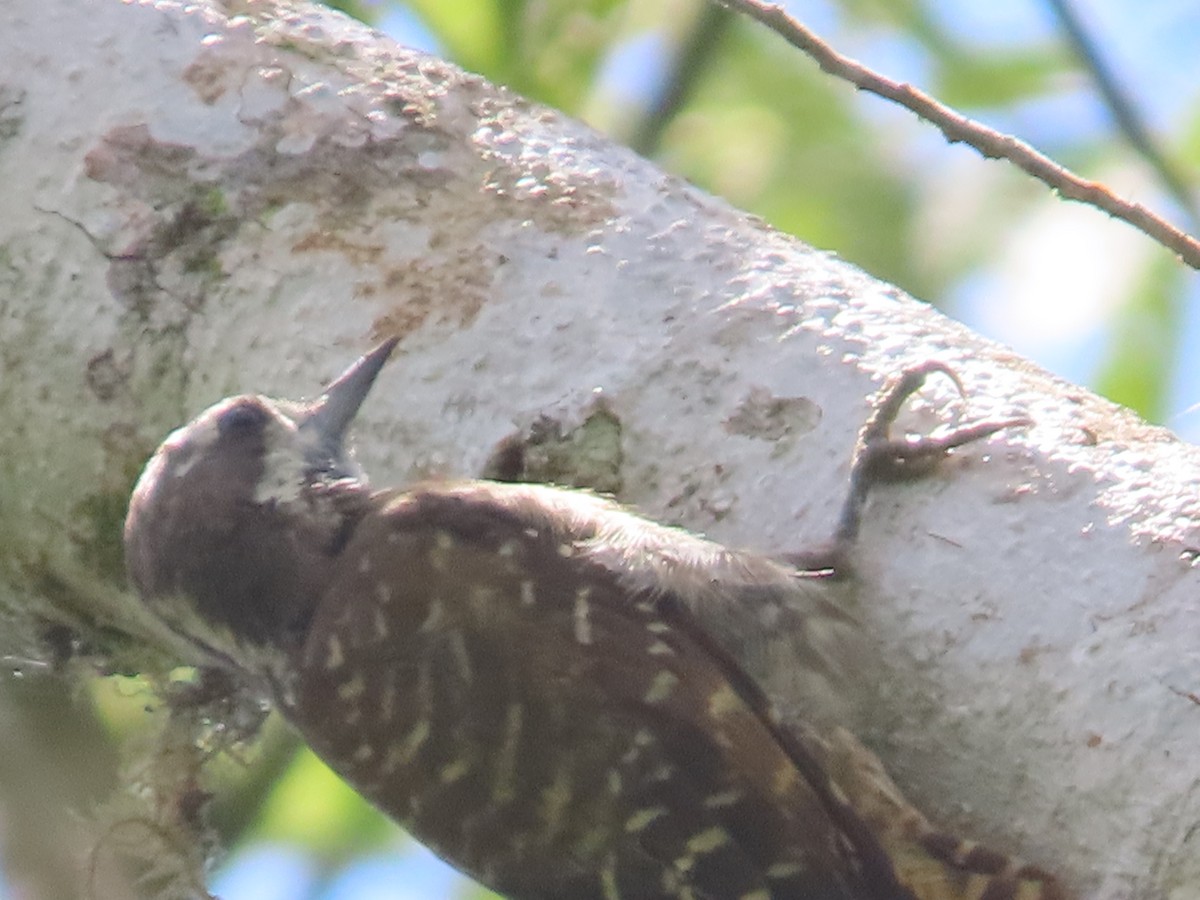 Sulawesi Pygmy Woodpecker - ML611253034