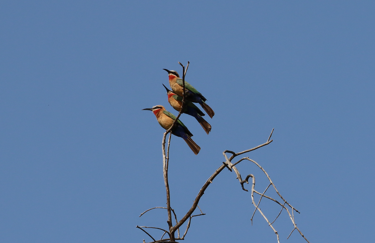 White-fronted Bee-eater - ML611253038