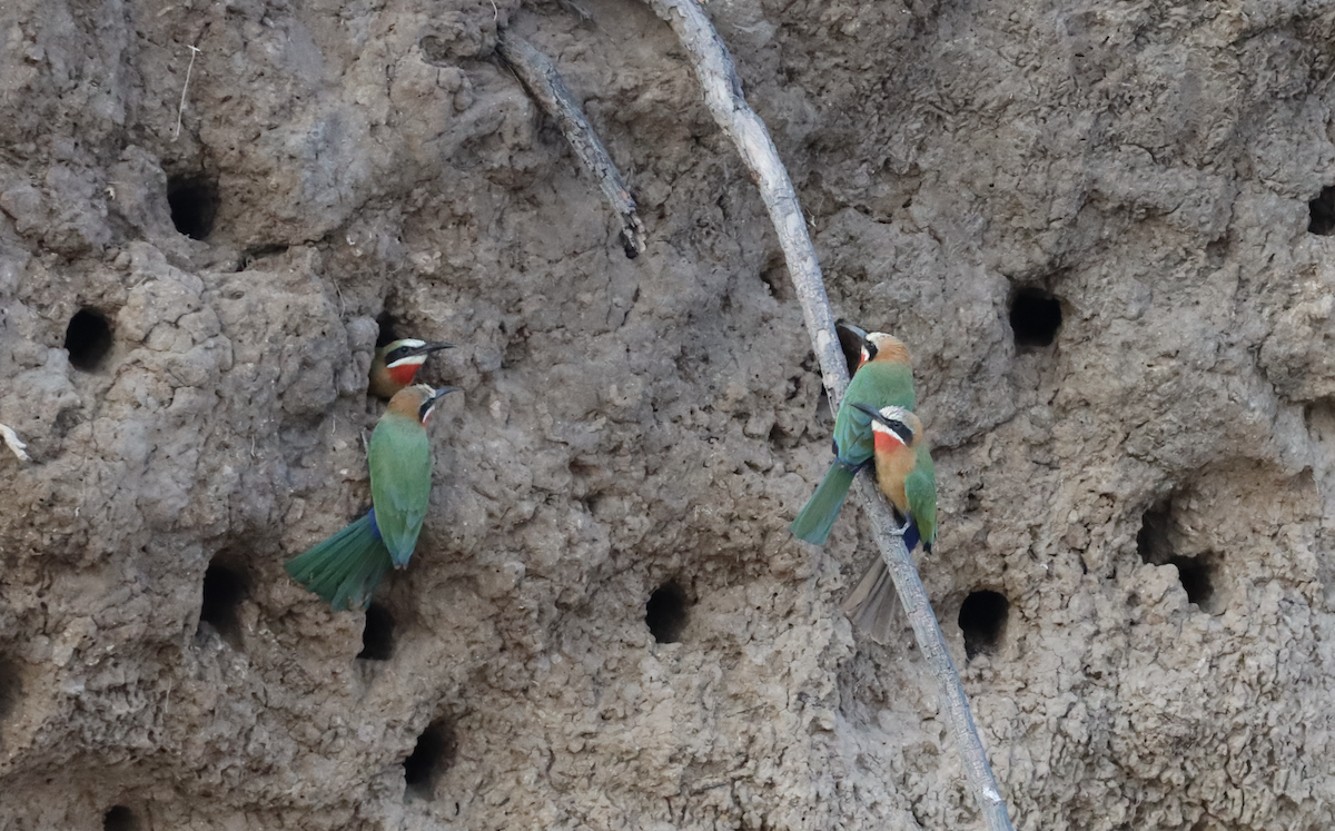 White-fronted Bee-eater - ML611253039