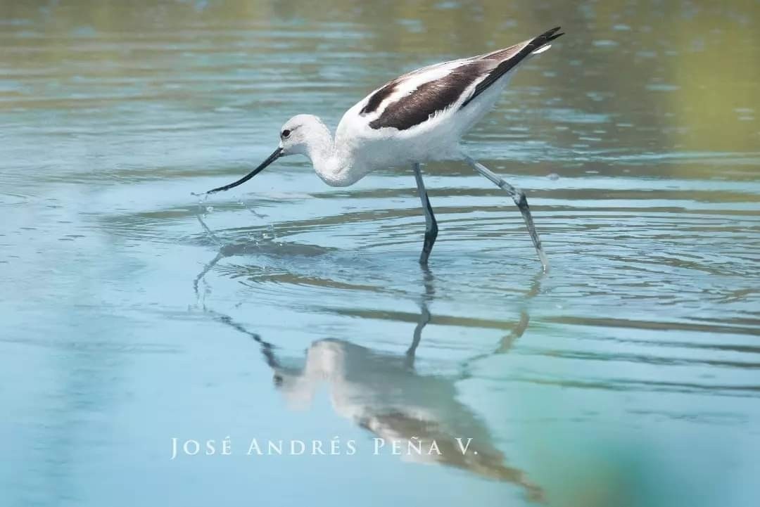 American Avocet - José Andrés Peña Villalobos
