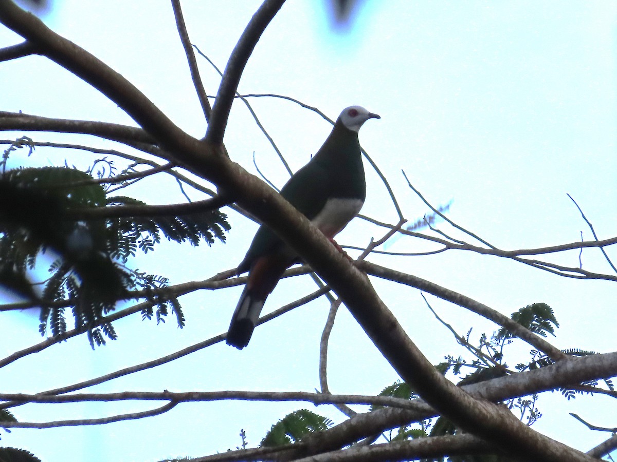 White-bellied Imperial-Pigeon - ML611253155