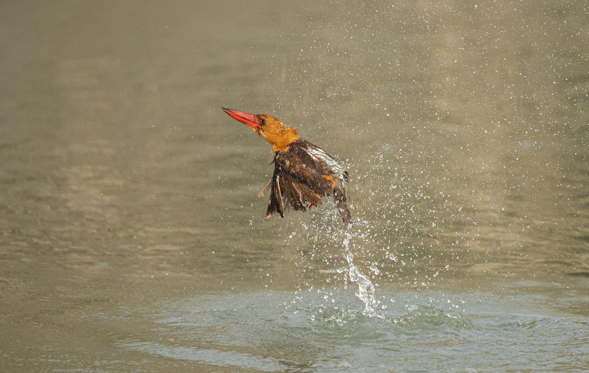 Brown-winged Kingfisher - Vinit Bajpai