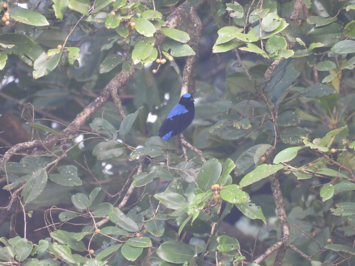 Asian Fairy-bluebird - ML611253775