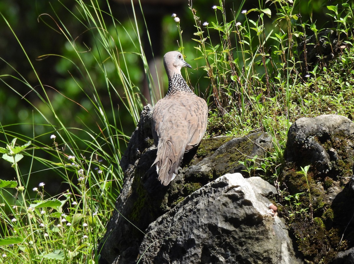 Spotted Dove - ML611253777