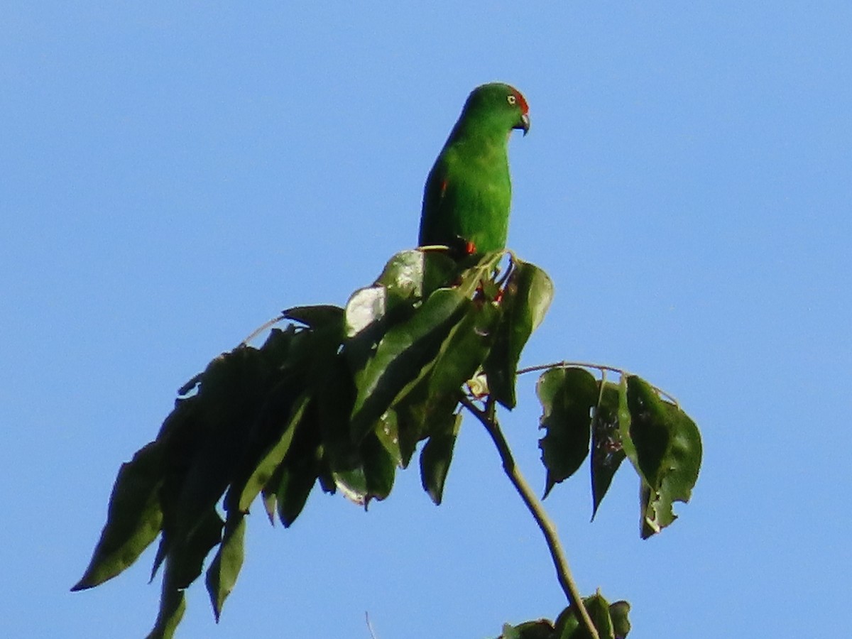 Sulawesi Hanging-Parrot - Suzanne Beauchesne