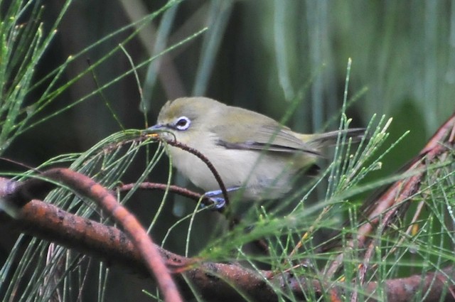 Apparently undergoing Definitive Prebasic Molt (subspecies <em class="SciName notranslate">saypani</em>).&nbsp; - Bridled White-eye - 