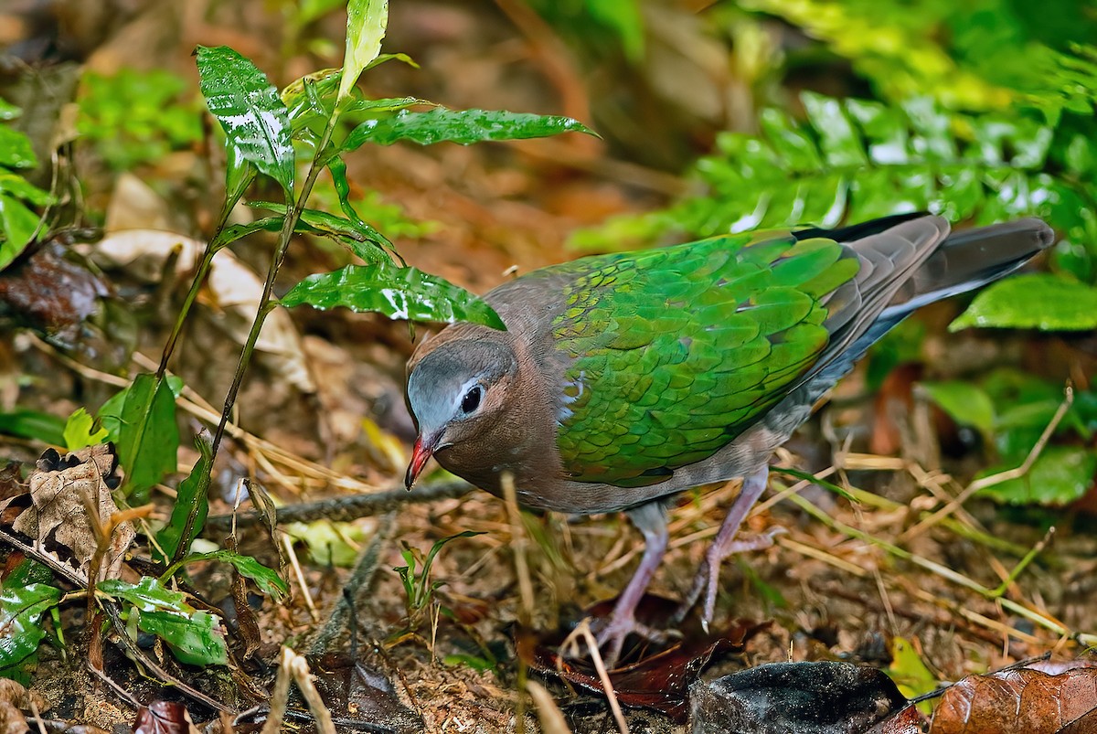 holub zelenokřídlý - ML611254028