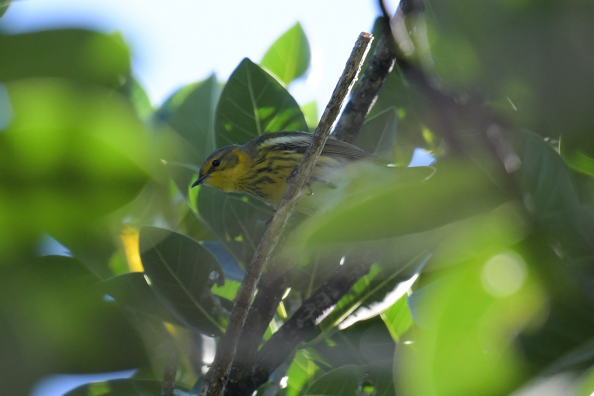 Cape May Warbler - Christian Newton