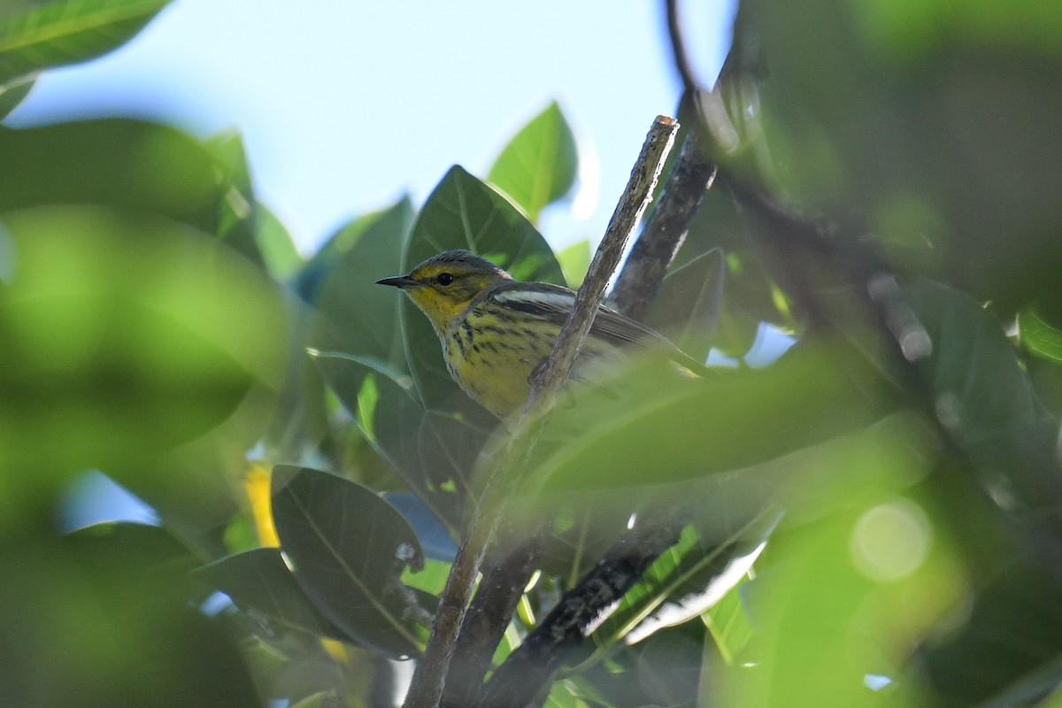 Cape May Warbler - ML611254271