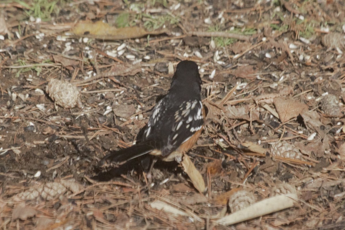 Spotted Towhee (maculatus Group) - ML611254362