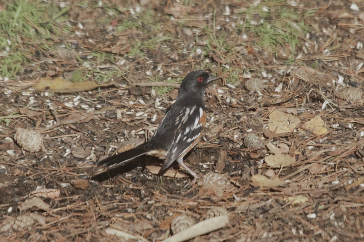 Spotted Towhee (maculatus Group) - ML611254363