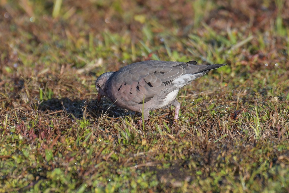 eBird Checklist 30 Nov 2021 Lake Apopka North ShoreMcDonald Canal