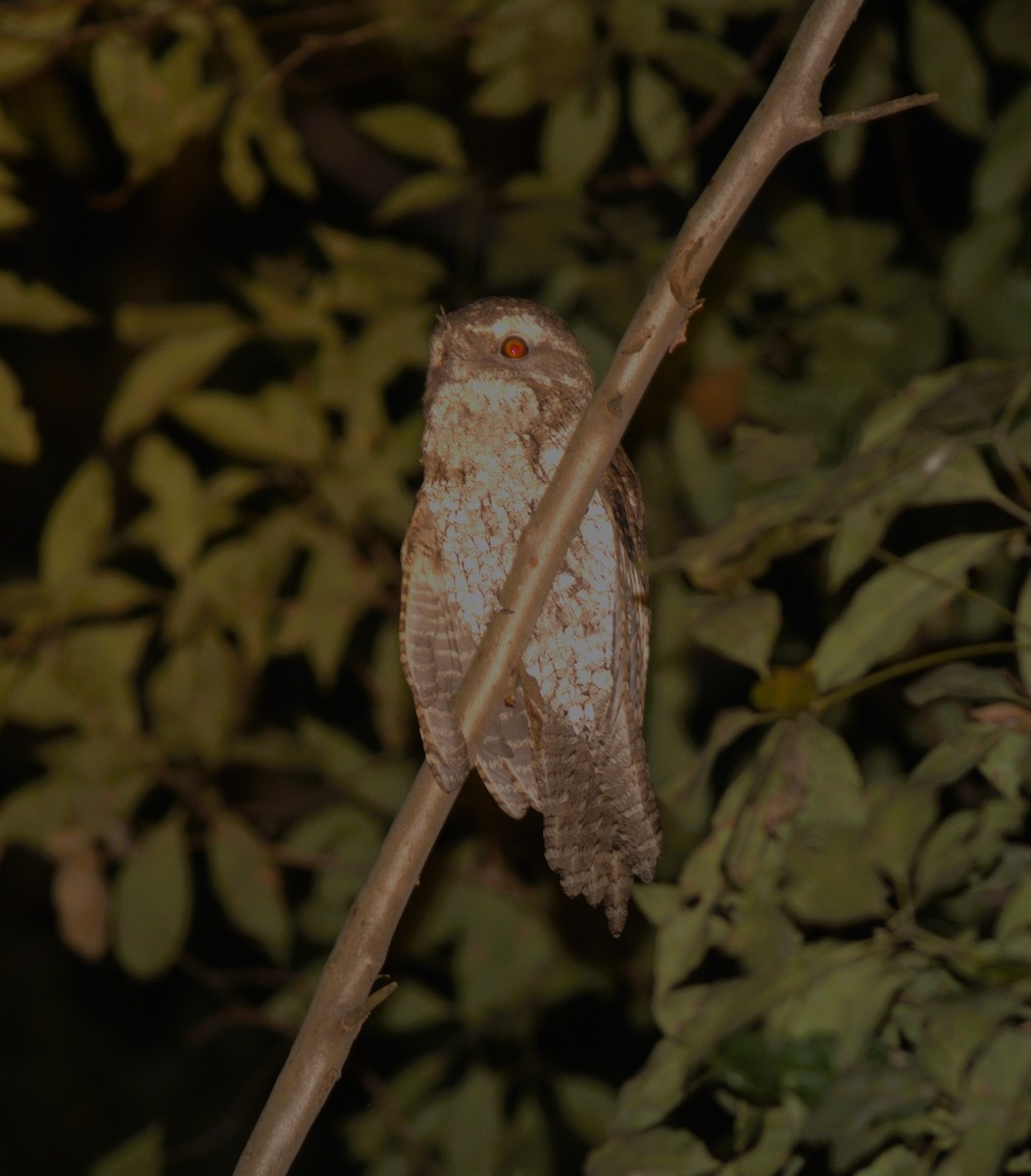 Marbled Frogmouth - ML611254882