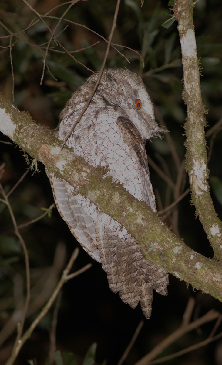 Marbled Frogmouth - ML611254883