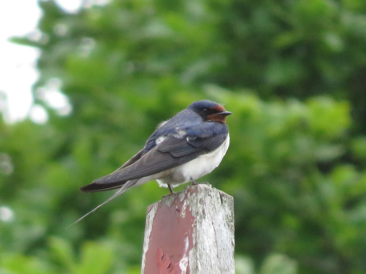 Barn Swallow - ML61125521