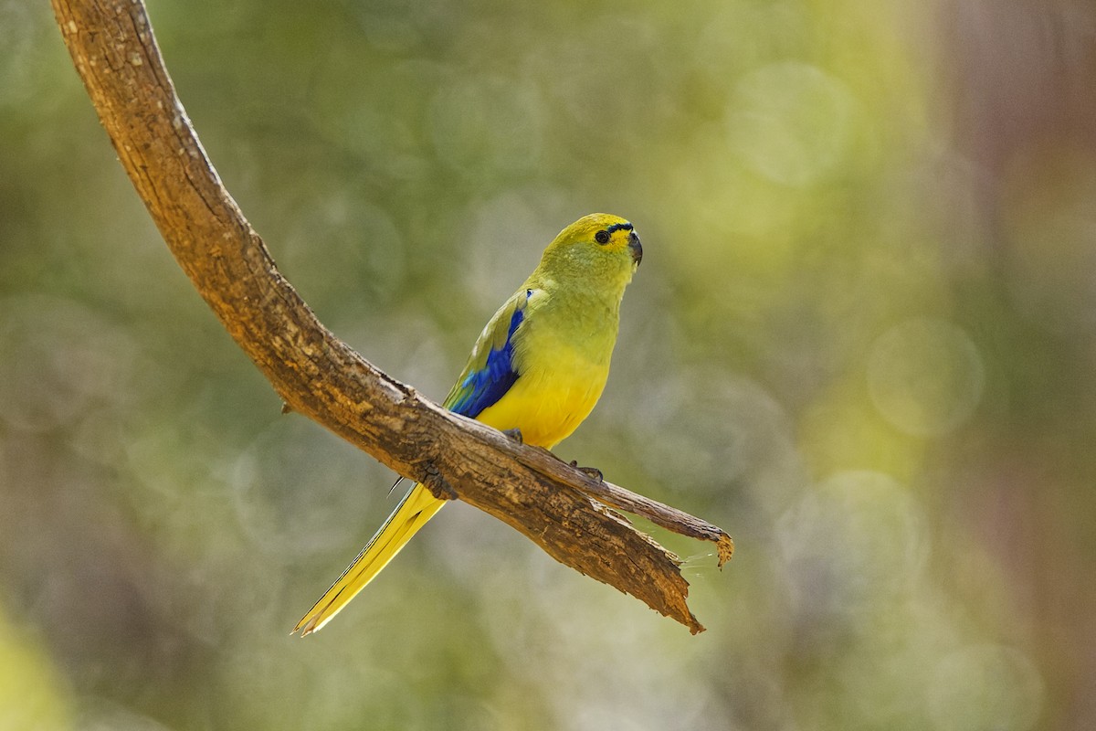 Blue-winged Parrot - ML611255229