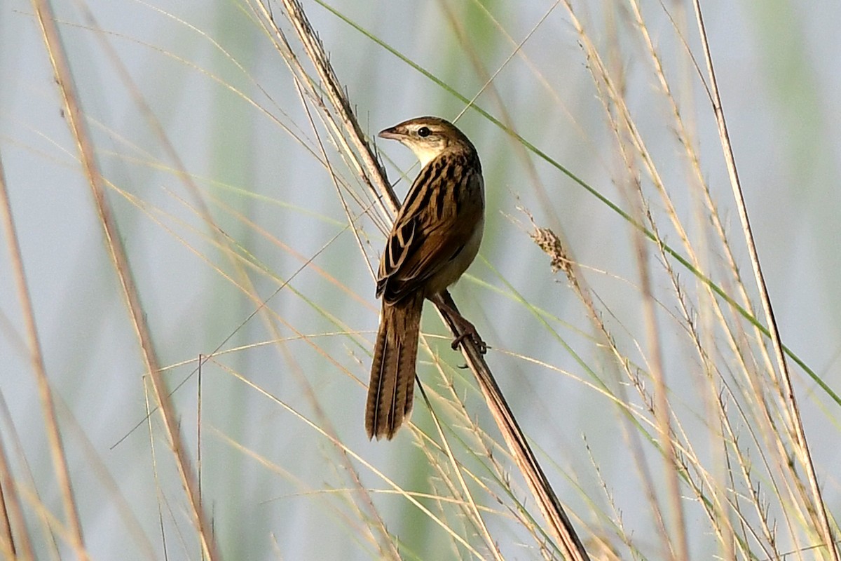 Bristled Grassbird - Ajoy Kumar Dawn