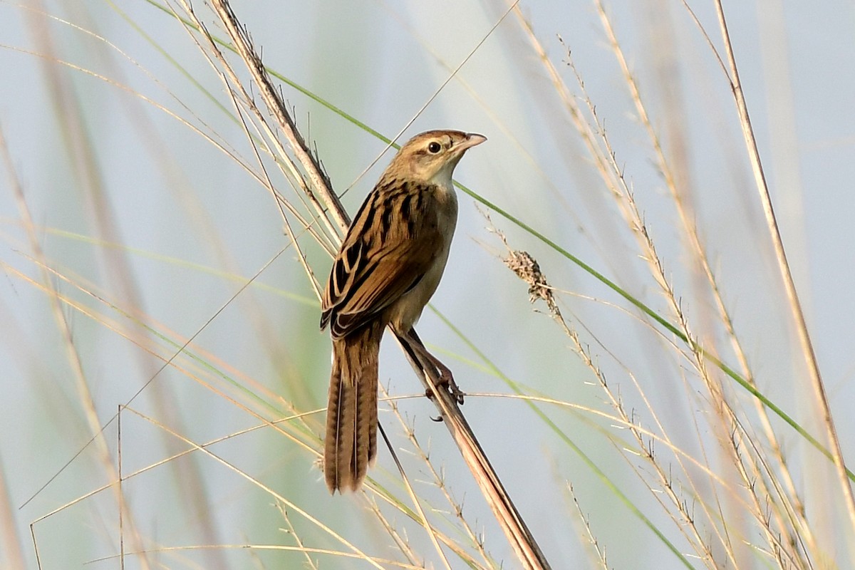 Bristled Grassbird - Ajoy Kumar Dawn