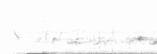 White-bellied Drongo - ML611255445