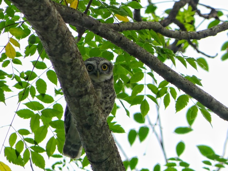 Spotted Owlet - Bijoy Venugopal