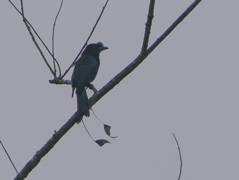 Greater Racket-tailed Drongo - ML611255685