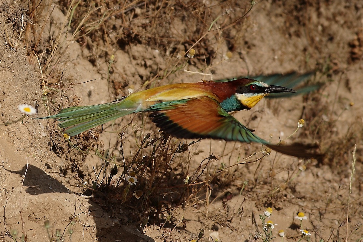 European Bee-eater - José Conde