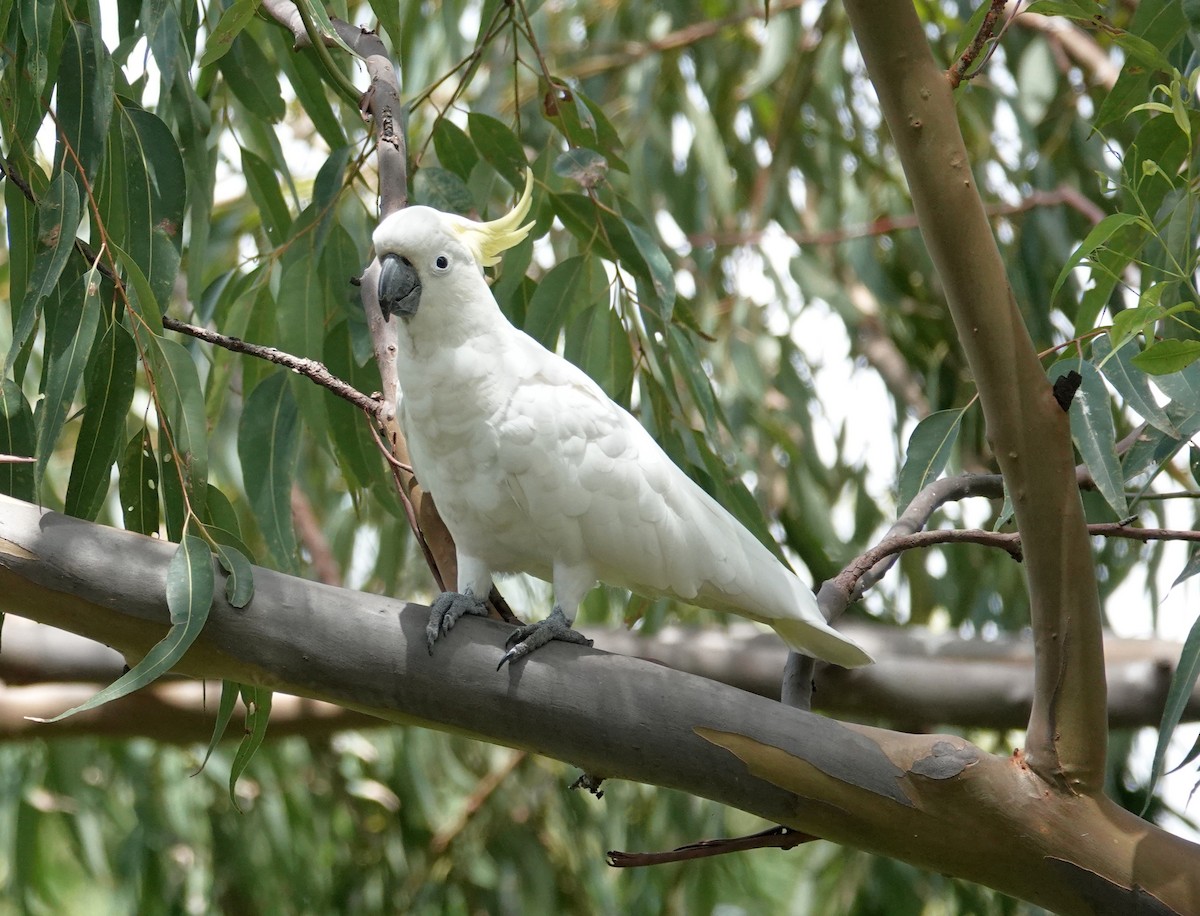 Sulphur-crested Cockatoo - Paul Bartlett