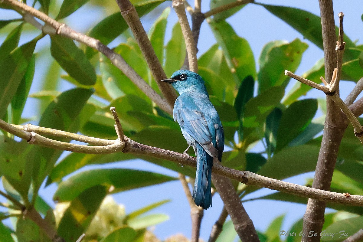 Ebird Taiwan Checklist - 17 Nov 2023 - 高雄--旗津舊高字塔(kaohsiung--qijin Vtc 