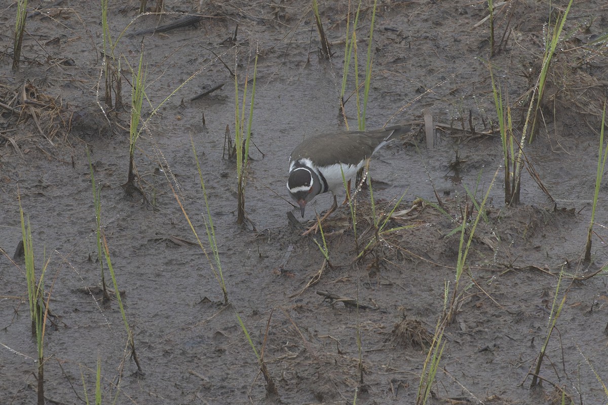Three-banded Plover (Madagascar) - ML611256697