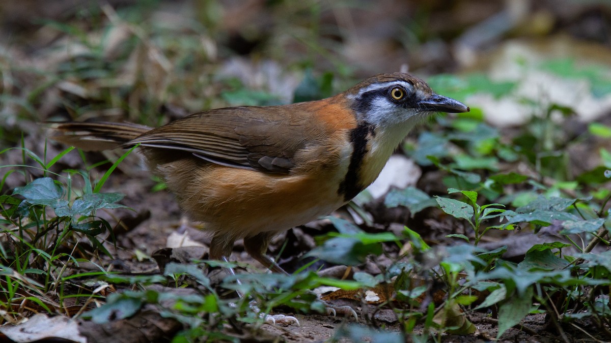 Lesser Necklaced Laughingthrush - ML611256791