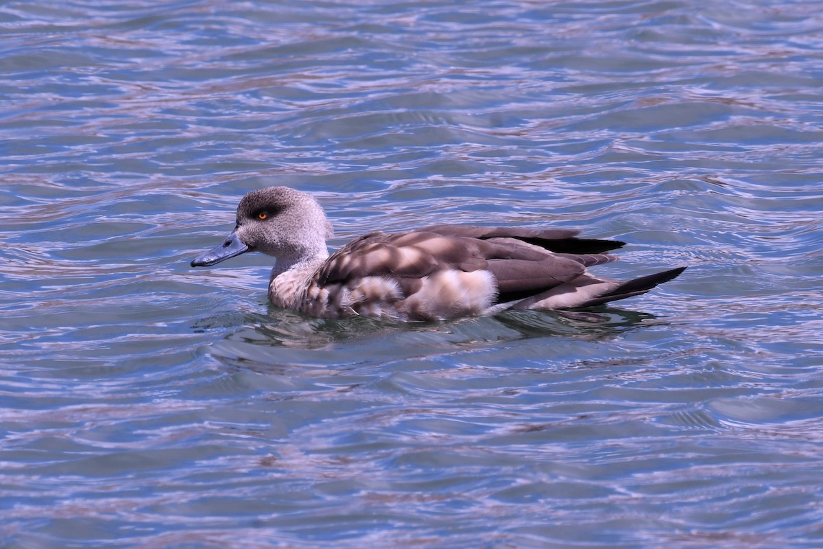 Crested Duck - ML611256810