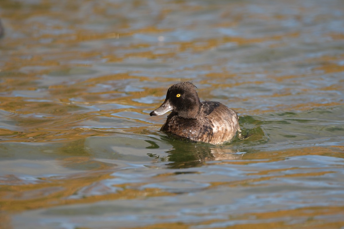 Tufted Duck - ML611257053