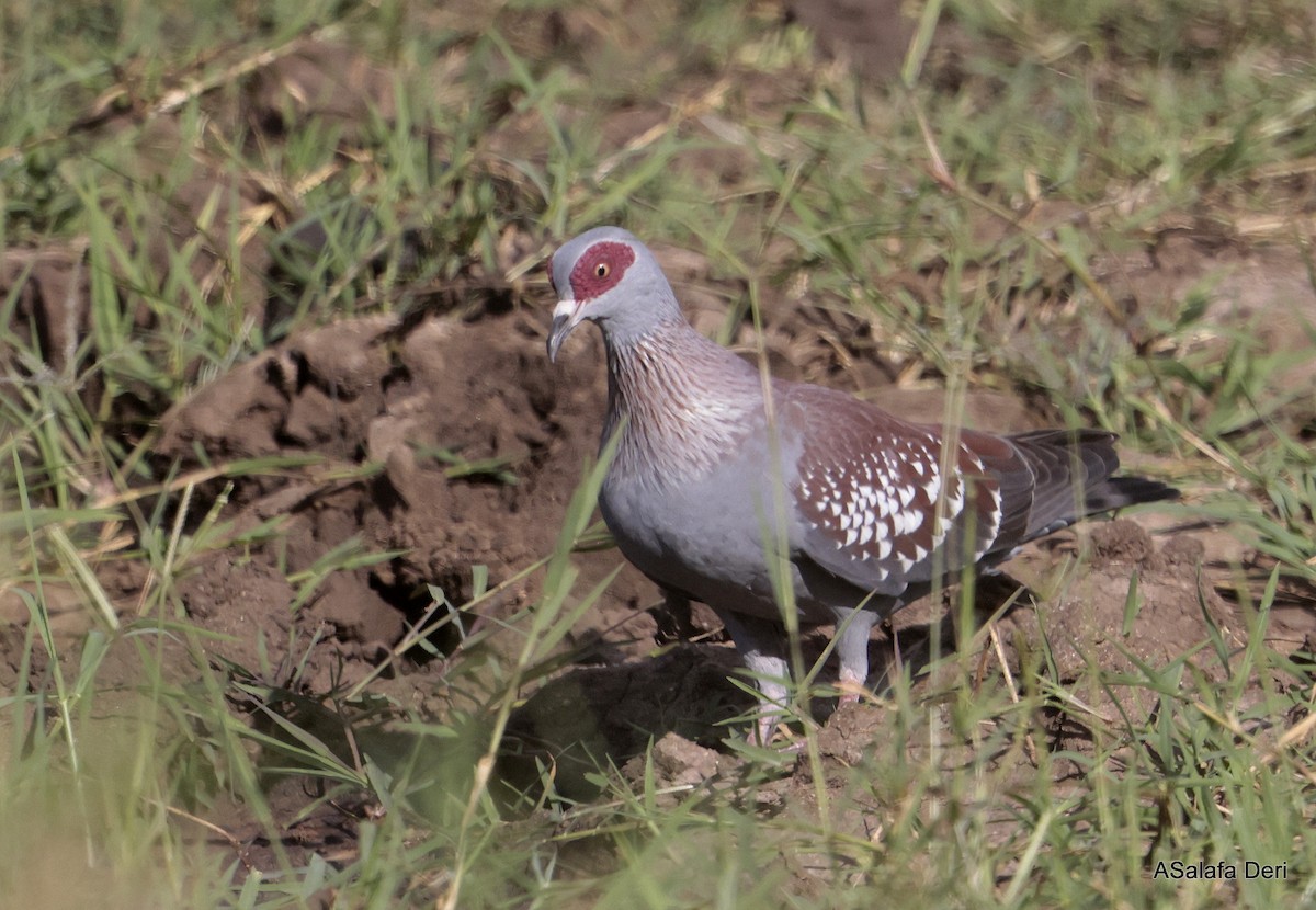 Speckled Pigeon - ML611257142