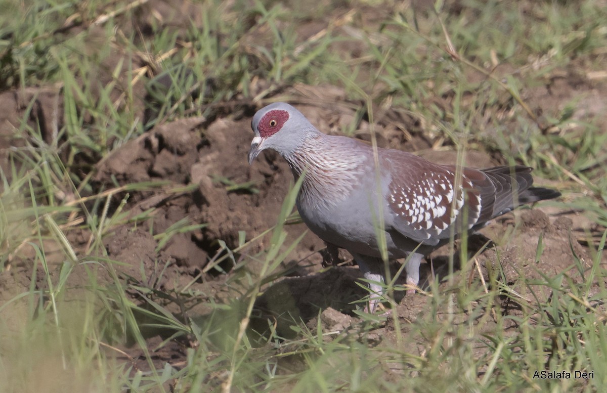 Speckled Pigeon - ML611257143
