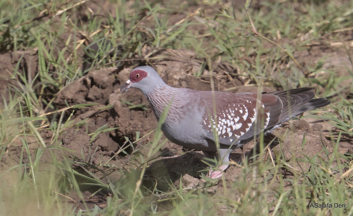 Speckled Pigeon - ML611257144