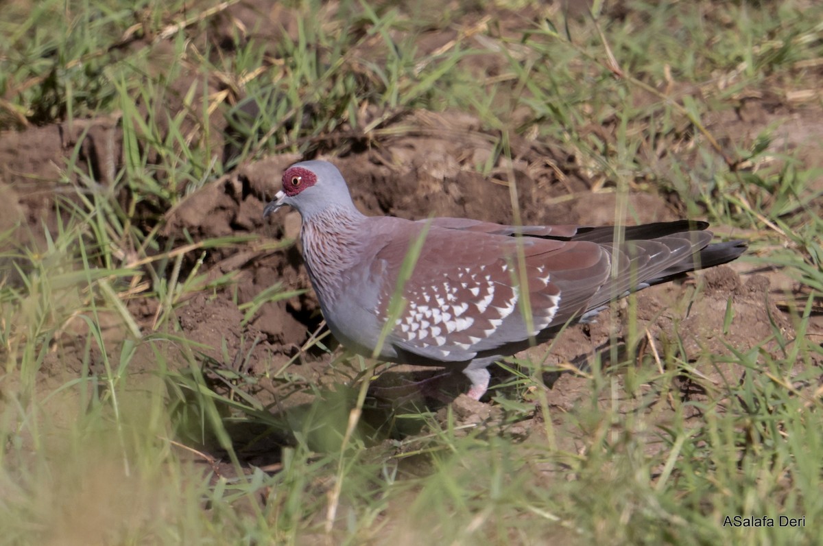 Speckled Pigeon - ML611257145